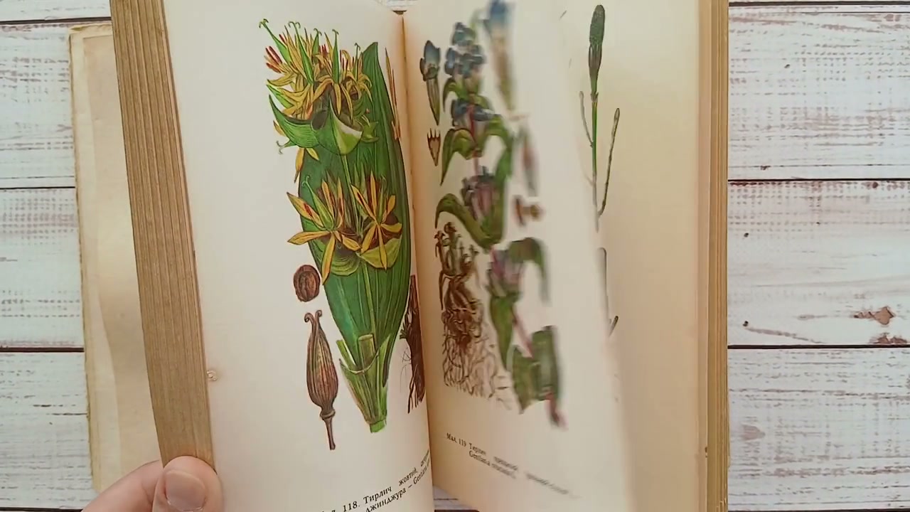 ヴィンテージ薬用植物図鑑 – 1970年代のカラー植物図鑑 - Etsy 日本