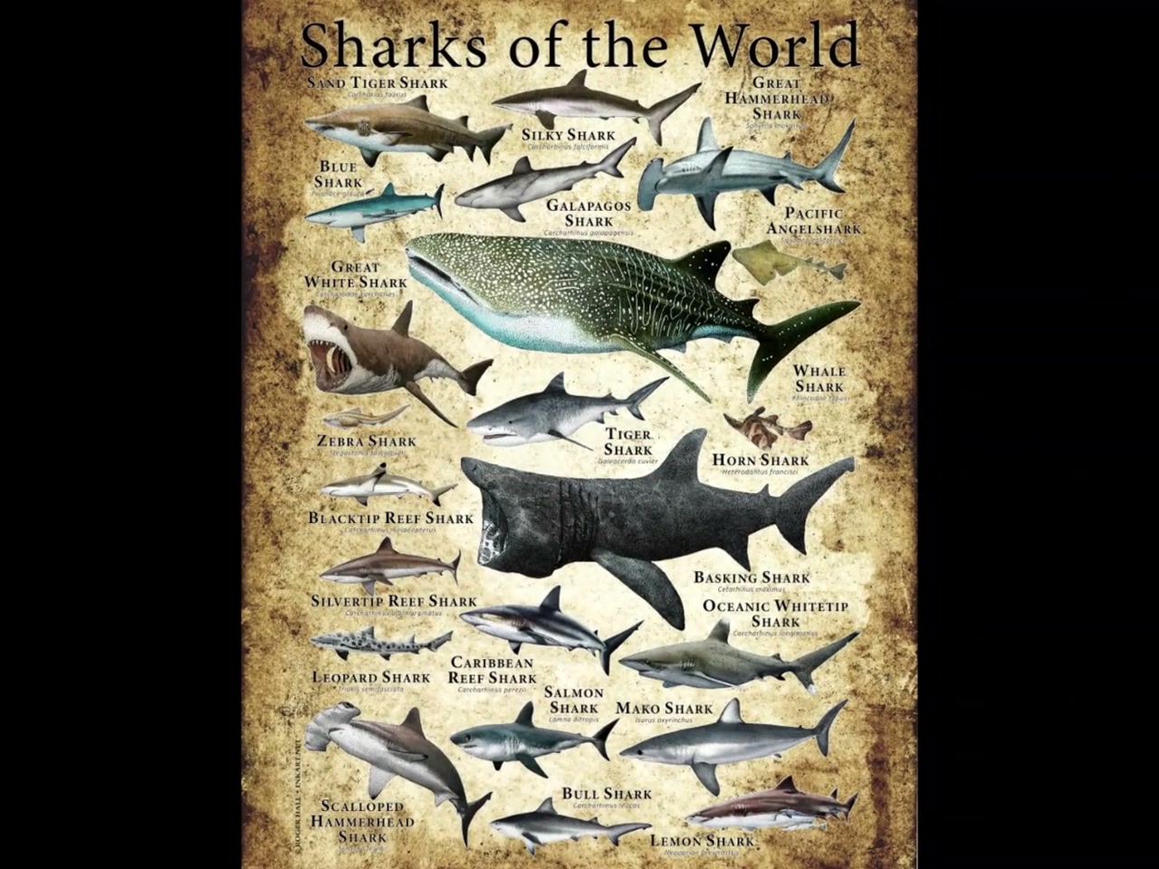 Sharks of the World Poster Print - SIGNED BY ARTIST! - Etsy