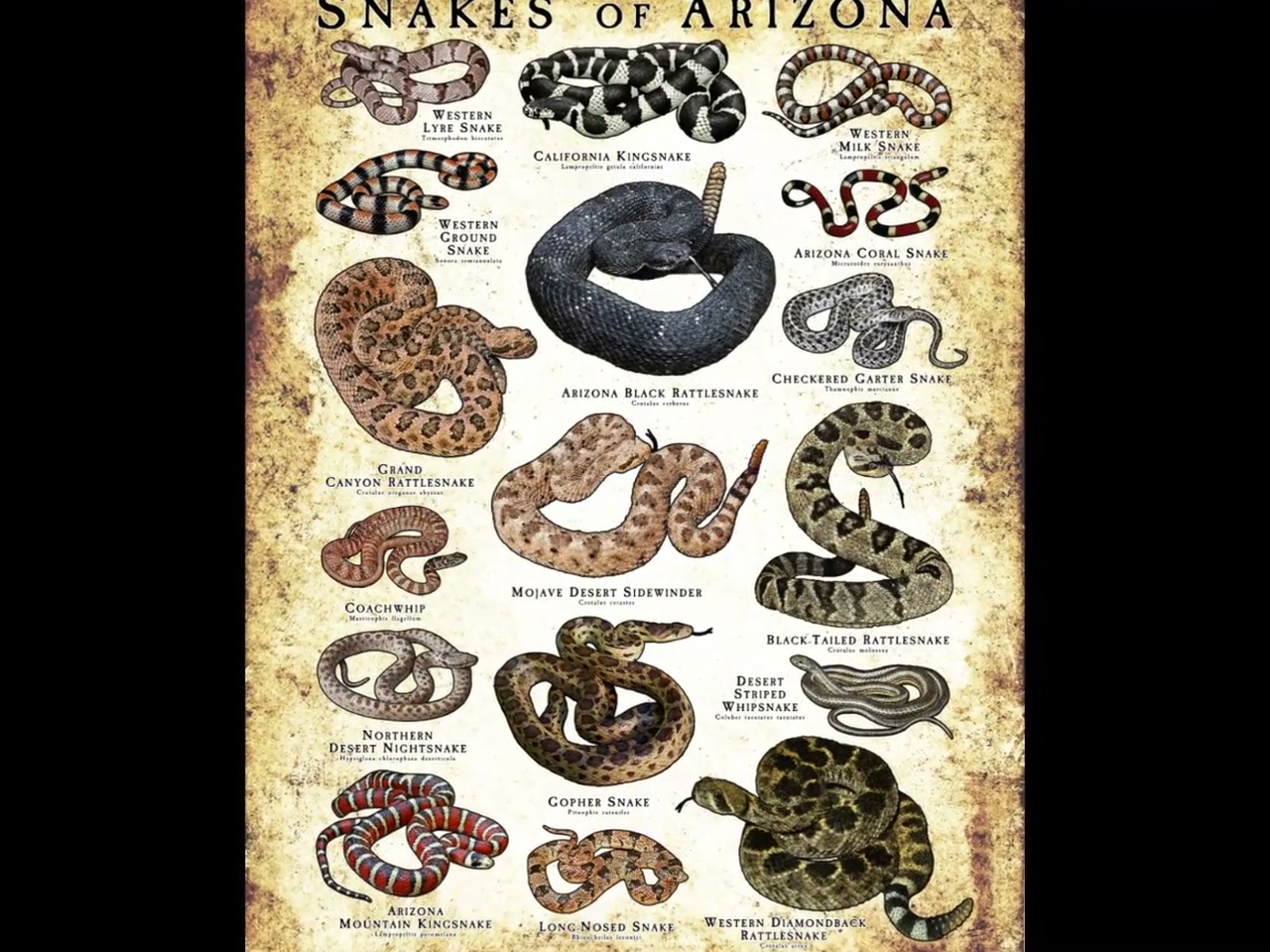 Snakes of Arizona Poster Print /field Guide - SIGNED BY ARTIST
