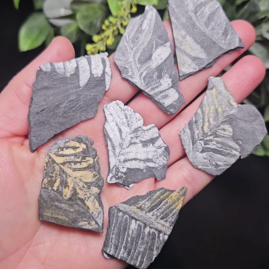 ペタロダス 化石 ペンシルバニア産シダ化石標本：植物化石石 - Etsy 日本