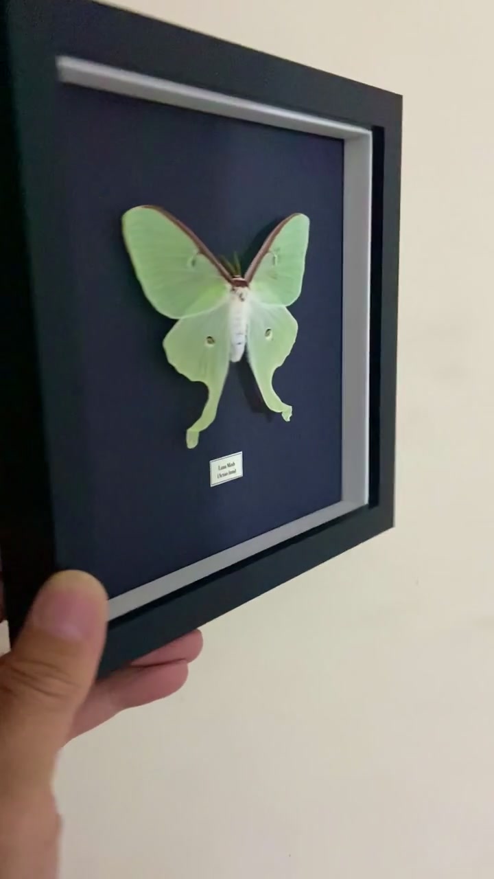 アメリカミズアオ。学名：Actias Luna。本物の蛾。昆虫。剥製。甲虫