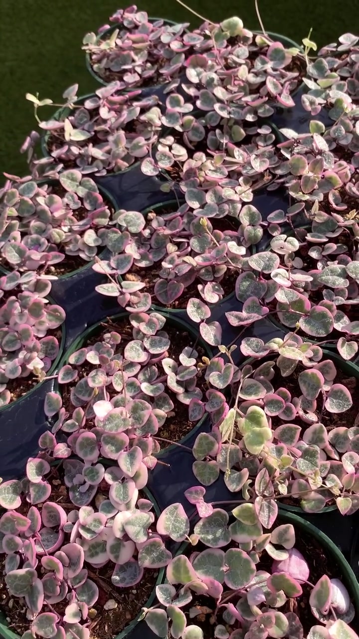 String of Hearts Variegated | VSOH | Ceropegia Woodii | String of
