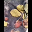 listing-video-1