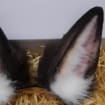 Bunny Ears Headband,realistic Animal Ears,cosplay Ears,brown Ears