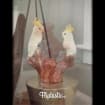 listing-video-1
