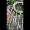 listing-video-1