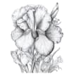Botanical Flowers Coloring Book, Beautiful Flowers Coloring Page ...