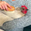 Chicken Feather Brush - Extra Soft Brush for Pet Chickens