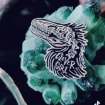 listing-video-1