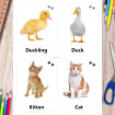 24 Farm Animals & Their Babies Flash Cards (real Pictures) | Printable ...