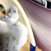 listing-video-1
