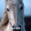 listing-video-1