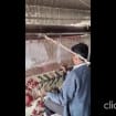 listing-video-1