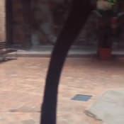 listing-video-1