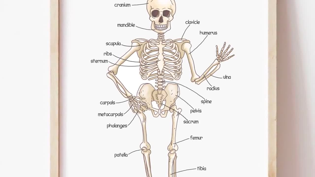 Dibujo Del Esqueleto Humano