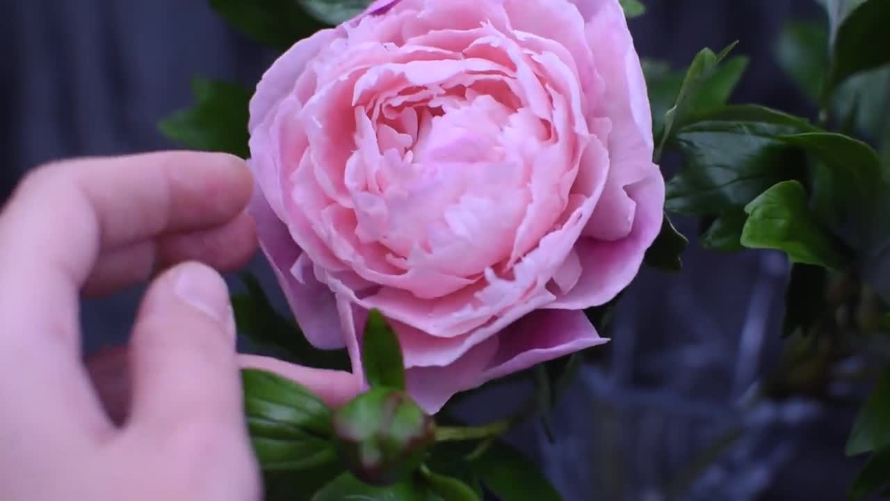 Bouquet peonie rosa porcellana fredda Peonia di argilla Fiori in porcellana  Fiore in ceramica Fiori in argilla Peonia realistica Bouquet rustico Regalo  in ceramica -  Italia