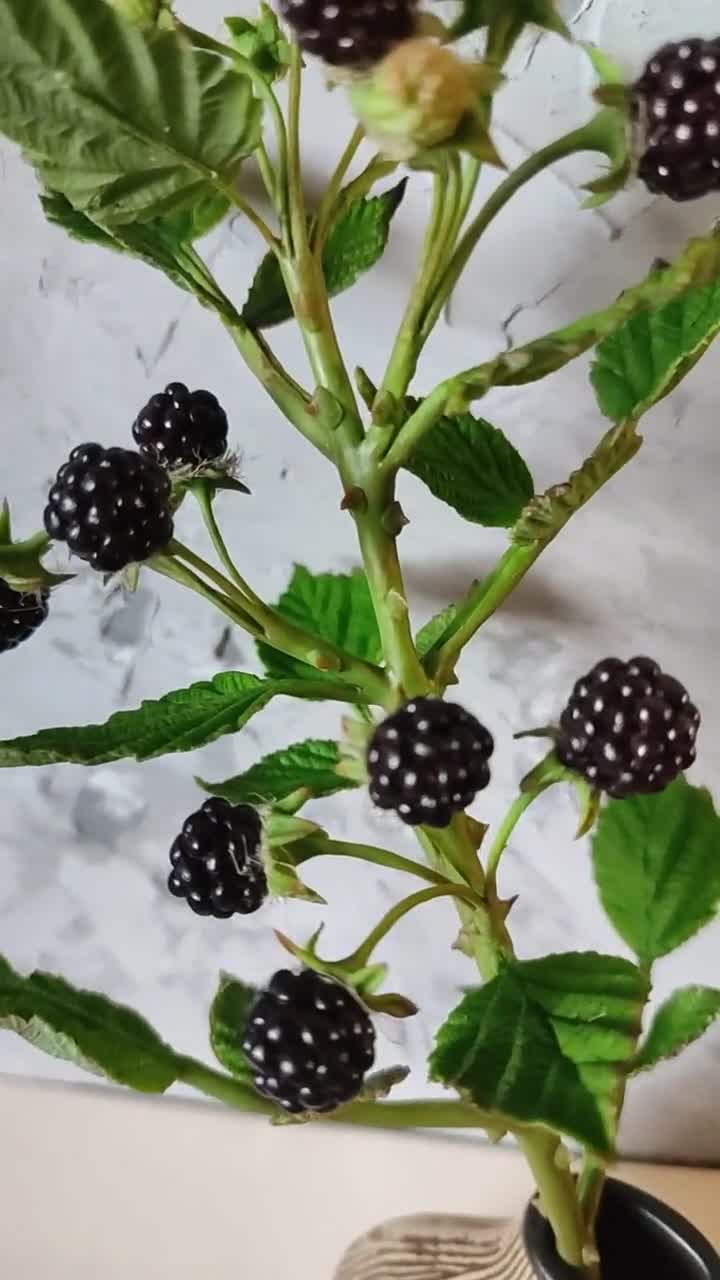 Blackberry Porcelain. Branch of Blackberry. Botanical Sculpture