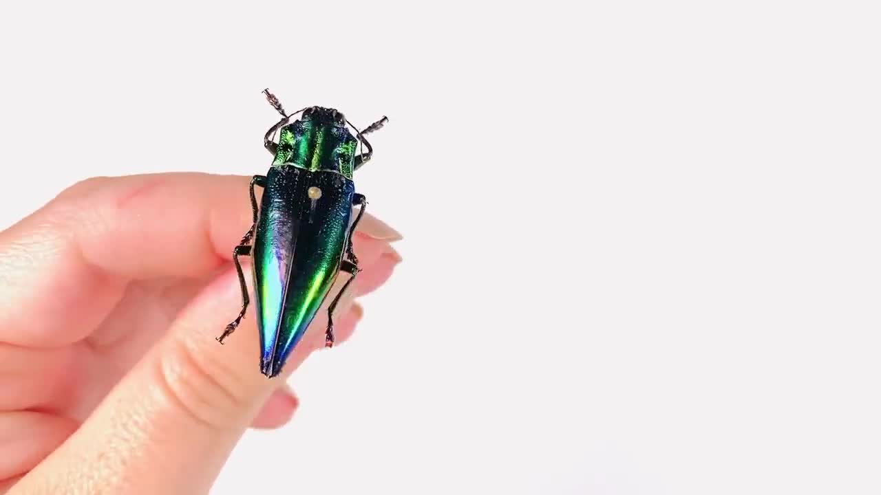青緑色のメタリックレインボータマムシ Cyphogastra calepyga 剥製