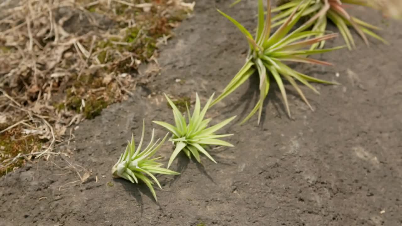 Lot de 3 plantes aériennes Velutina - Garantie de 30 jours sur les plantes aériennes - Plantes aériennes exotiques et rares - Expédition rapide - Plantes aériennes à vendre - LIVRAISON RAPIDE video poster