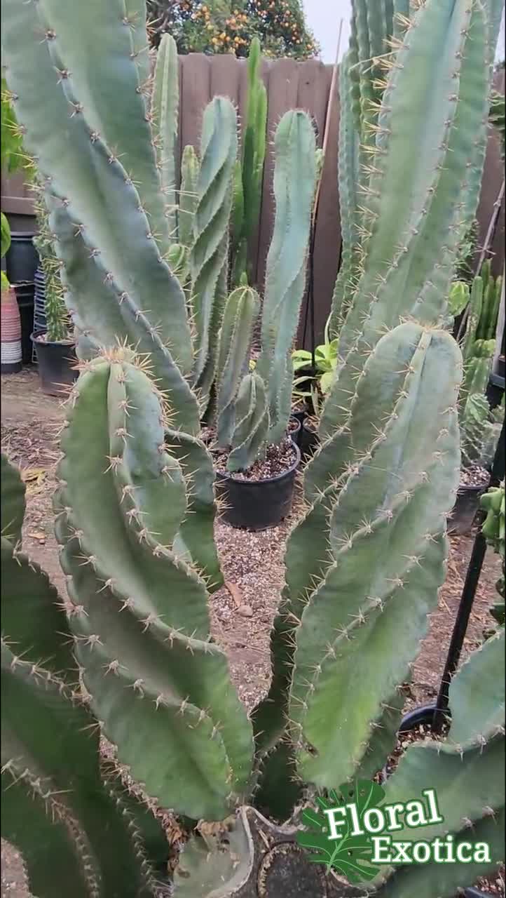 Large Cereus Peruvian 'spiralis' - Spiral Cactus Specimen Large Cereus Peruvian 'spiralis' - Spiral Cactus Specimen