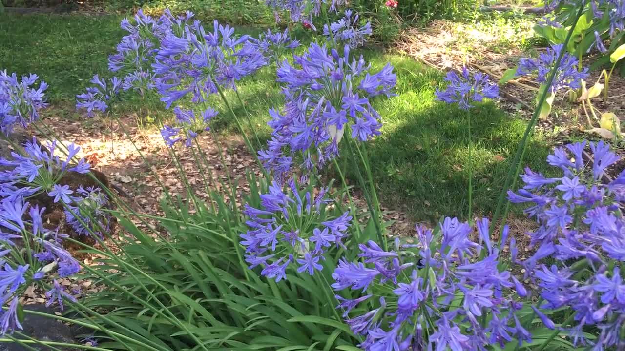 Blue Agapanthus lily of the Nile agapanthus Africanus African Lily, Easy to  Grow Evergreen Perennial, POTTED PLANT, Deer Resistant Flower -  Canada