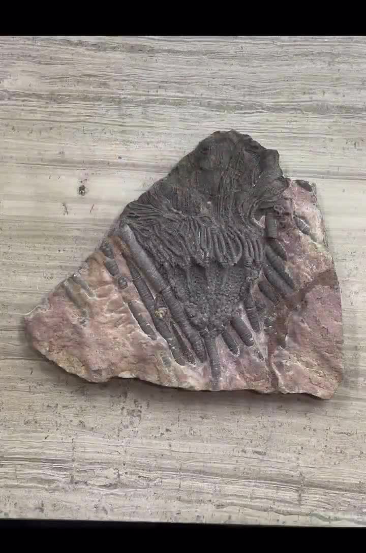 ウミユリの化石、4億5千万年前、オルドビス紀、スキフォクリナイト類