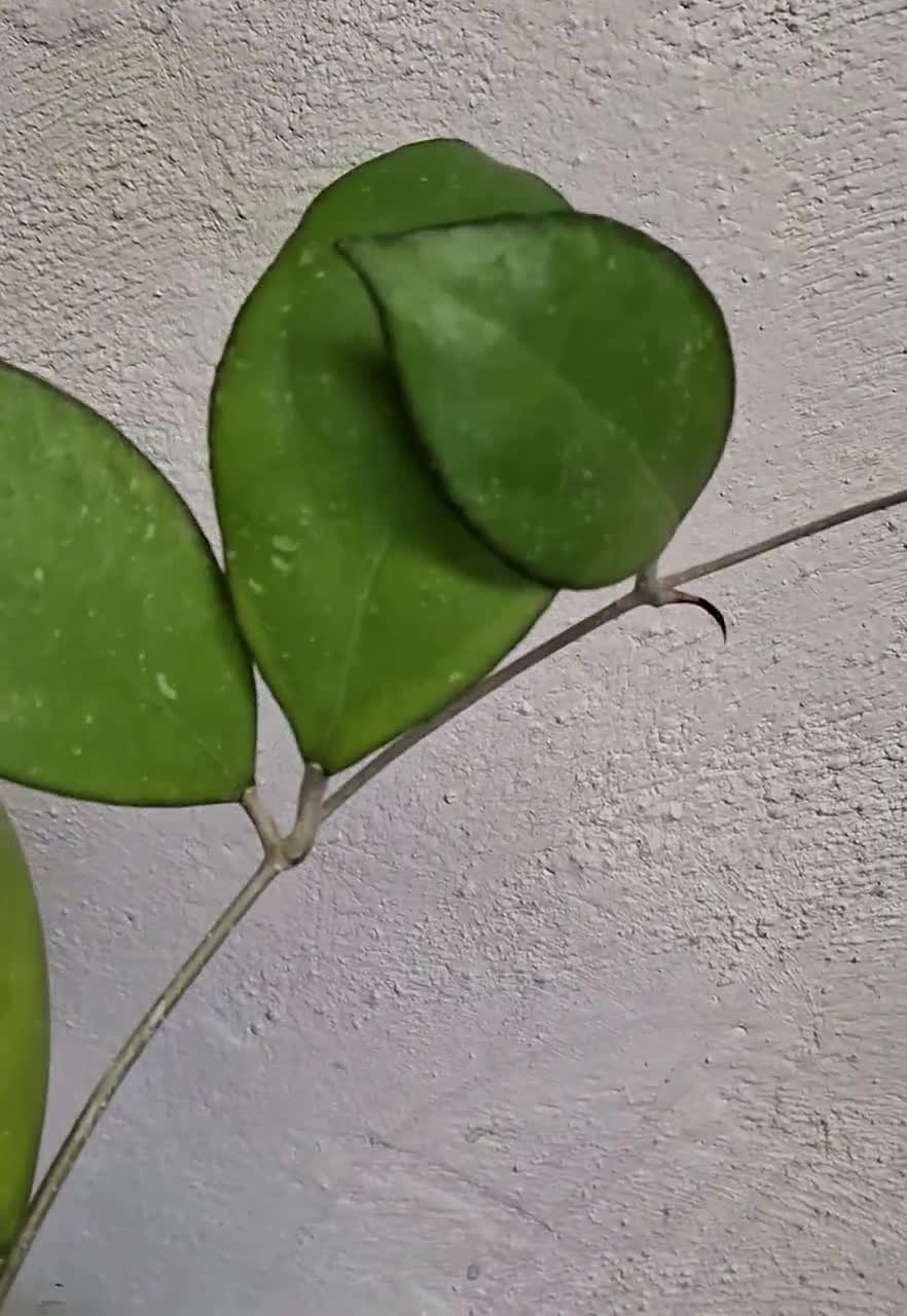 Hoya Nathalie Large Fully Rooted Plant Actively Growing
