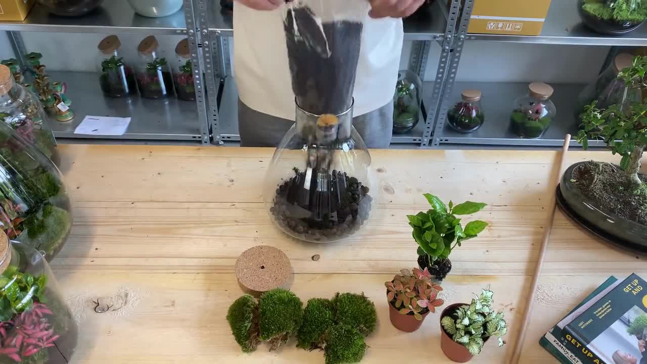 Kit Terrarium DIY • Dôme XL Ficus Ginseng bonsaï • Écosystème avec plantes  • ↑ 30 cm