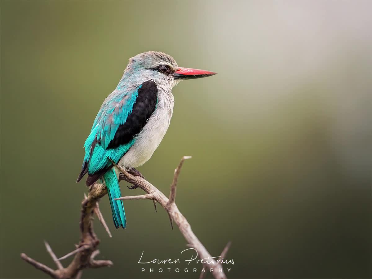 woodland kingfisher