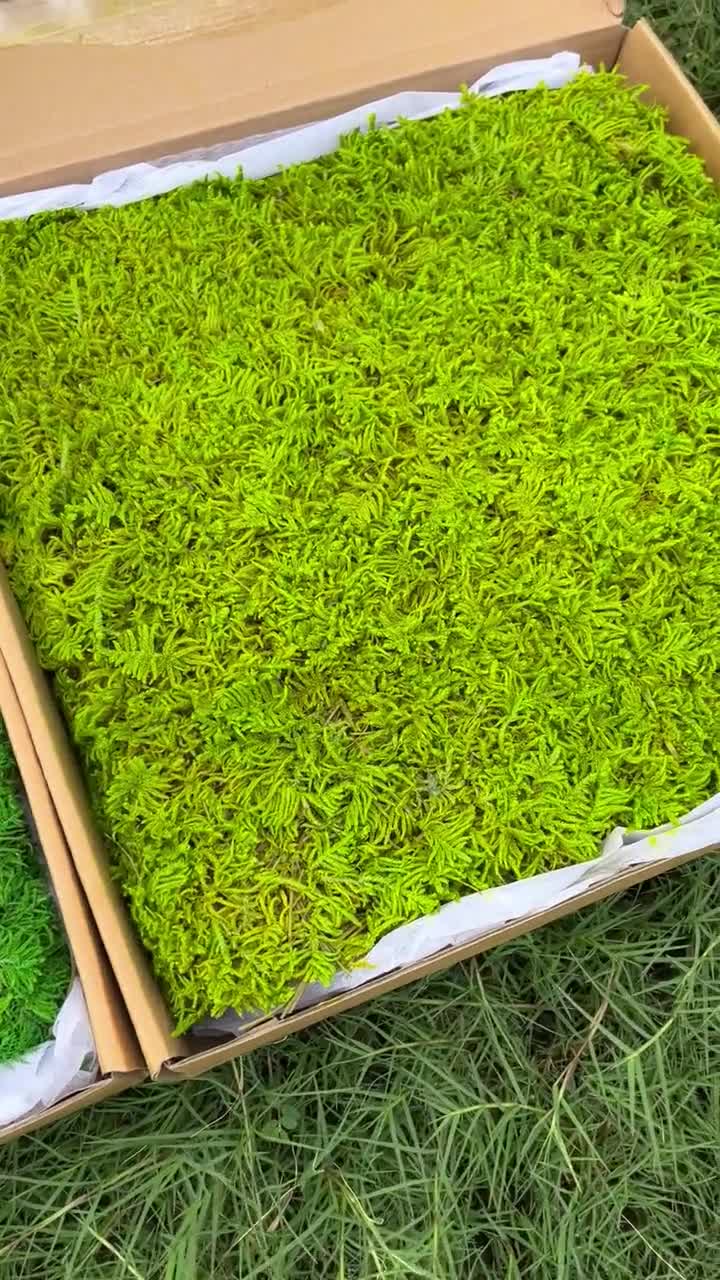 Bulk Wholesale Moss, Preserved Pole Moss,different Shapes of Pillow  Moss,cushion Moss, Green Decor Moss,wall Decor Moss,high Quality Moss 