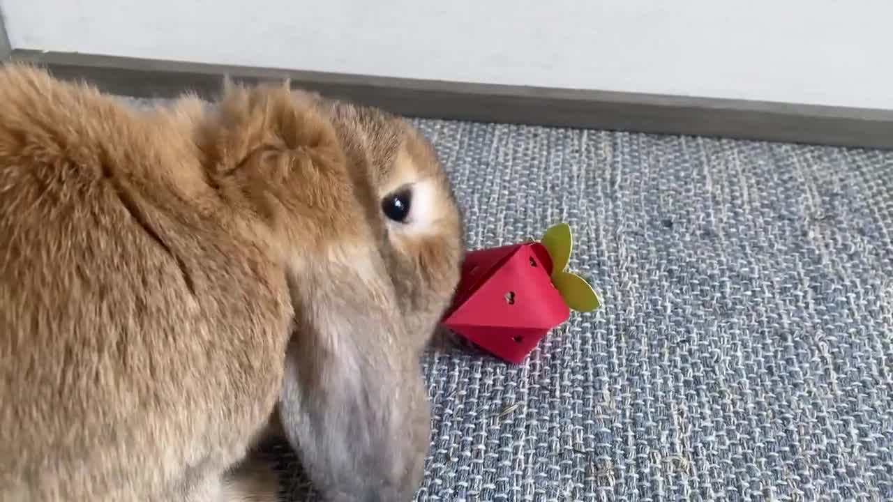 Juguetes caseros para tu conejo – Bunny Lovers