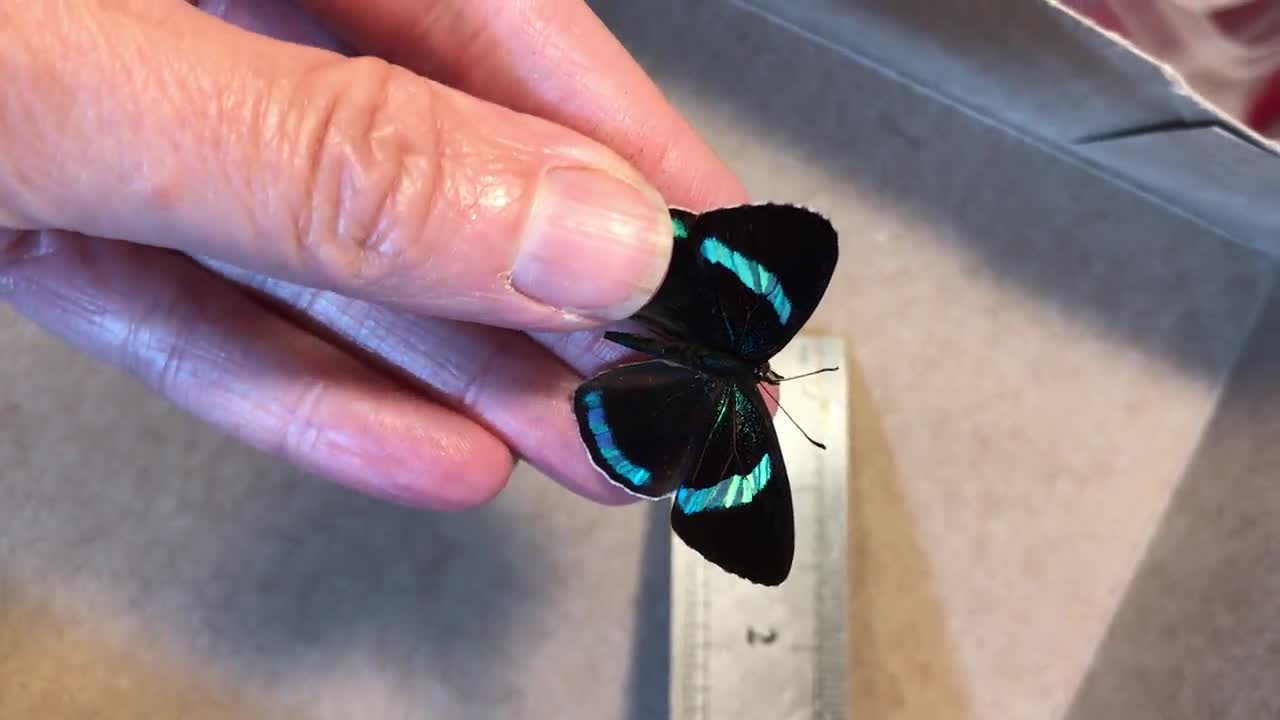 Real Diaethria Clymena 