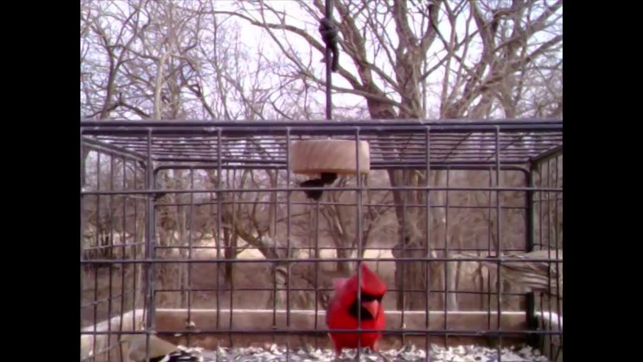 Mangeoires extérieures pour oiseaux de cages - Qualitybird - la