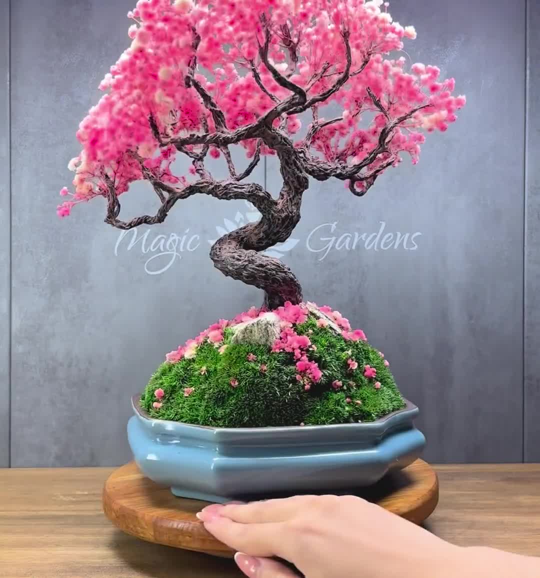 jade plant mini Buy Crassula Ovata Minima