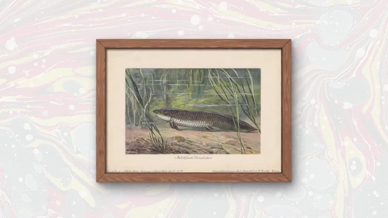 1902 LUNGFISH (CERATODUS) Druck - Antiker ausgestorbener Tierdruck - Paläoart - Prähistorische Wandkunst - 121 Jahre alt - 26 x 19 cm video poster