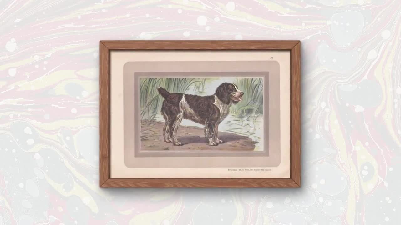 イングリッシュウォータースパニエル　壁掛け　イングランド製　ドマン　Domain Original 1931 ENGLISH WATER SPANIEL Print - Antique Hunting Dog
