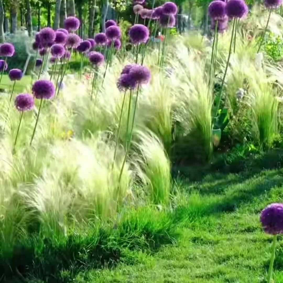 1 Lycoris Radiata Flower Spiderlily Bulbs LRF002 - Etsy
