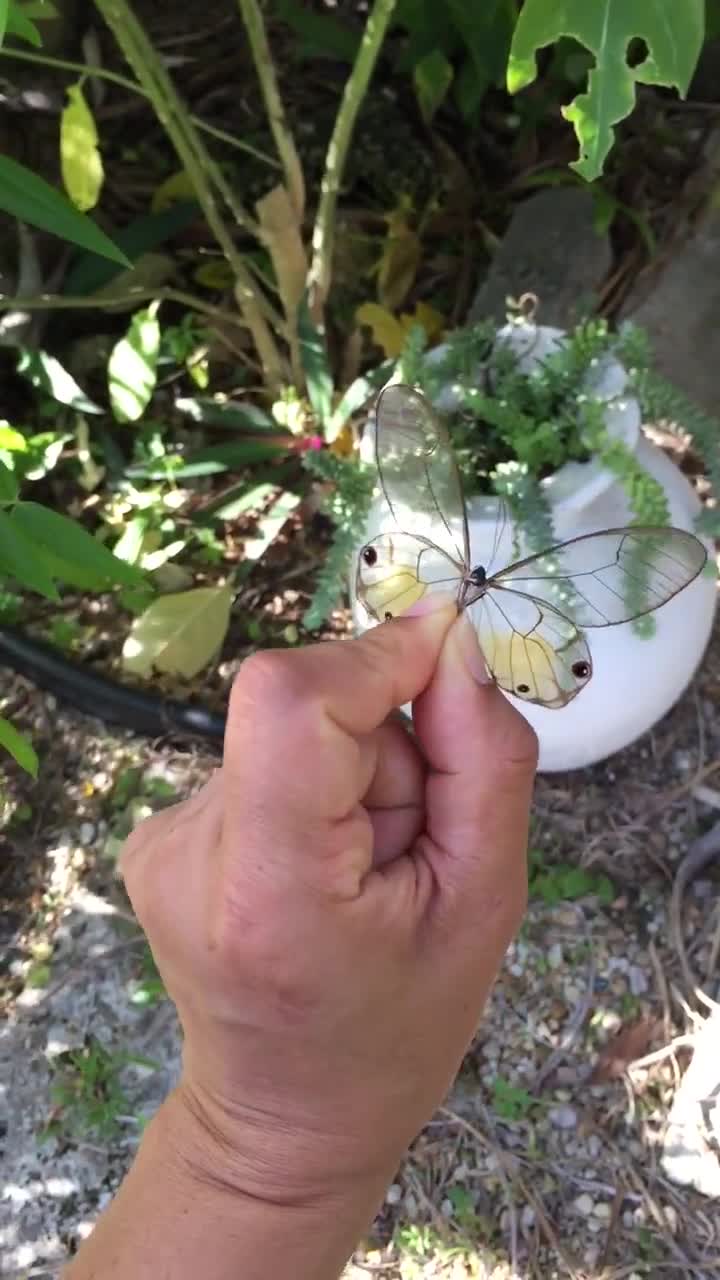 Mariposa de ala de vidrio, Haetera Piera, mariposa fantasma ámbar, mariposa  real, ala de vidrio, mariposa fantasma, mariposa seca