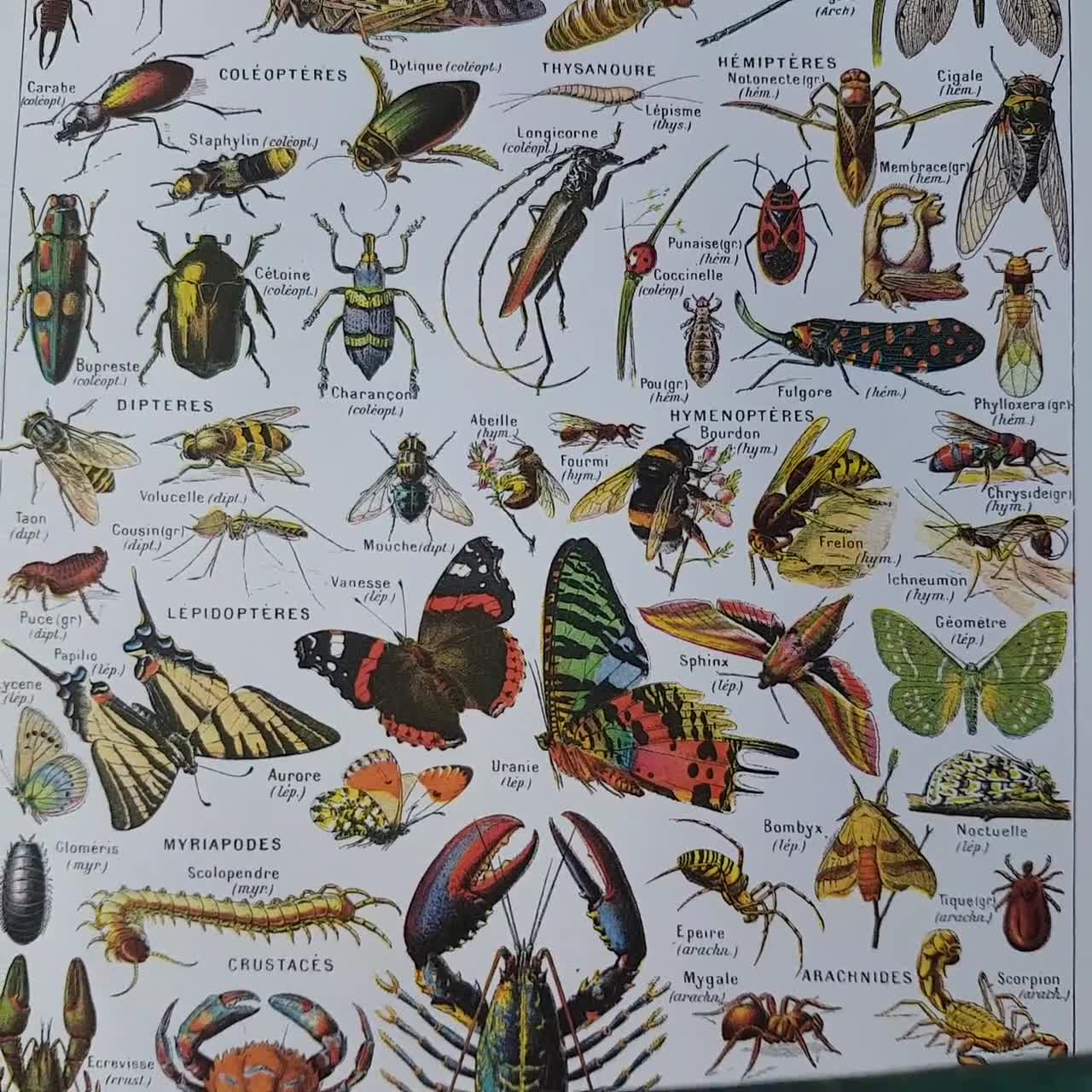 zoology - Insect identification - pantry moth vs clothes moth - Biology  Stack Exchange