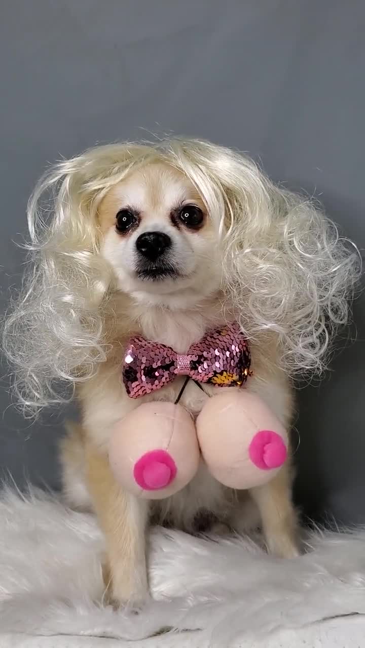 Dog with titties