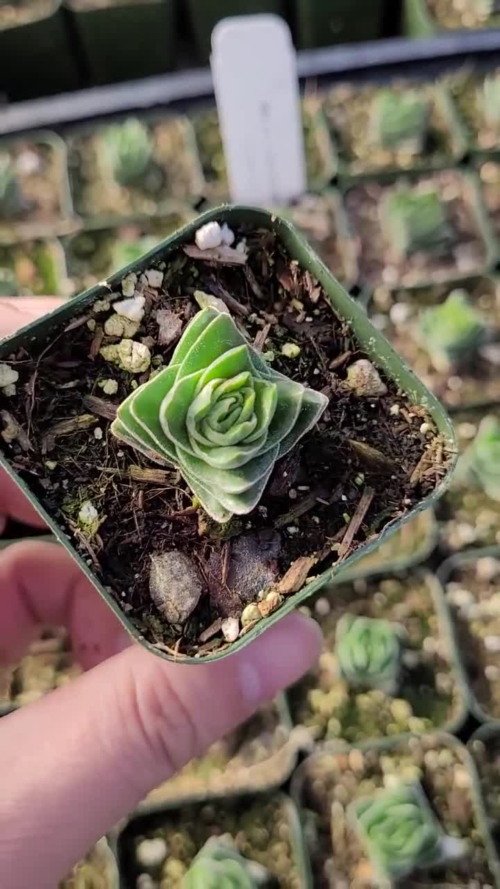 Rare Crassula Buddha's Temple in 2 inches/ 4 inches pot video poster