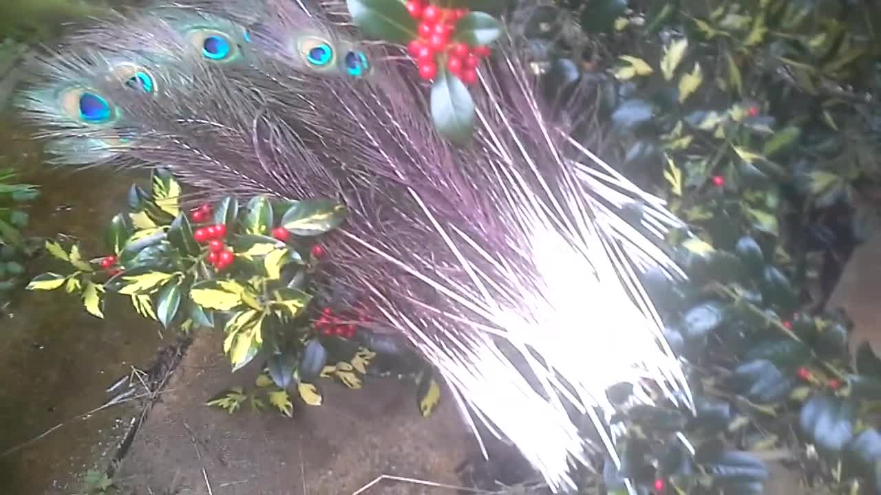 Disfraz de cola de plumas de pavo real en el largo que elijas -  México