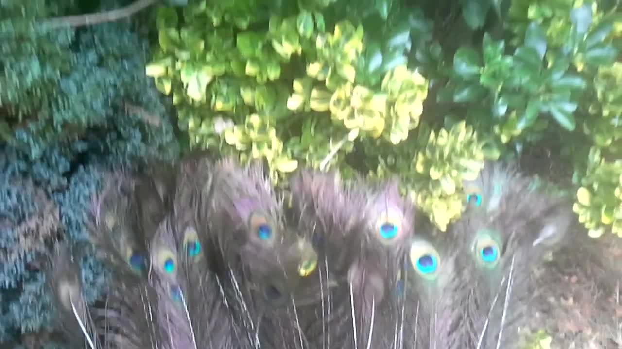 Da 50 cm a 60 cm Piume lunghe naturali di pavone reale. Piume