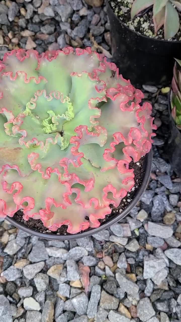 Echeveria Gorgon's Grotto from my personal collection. So