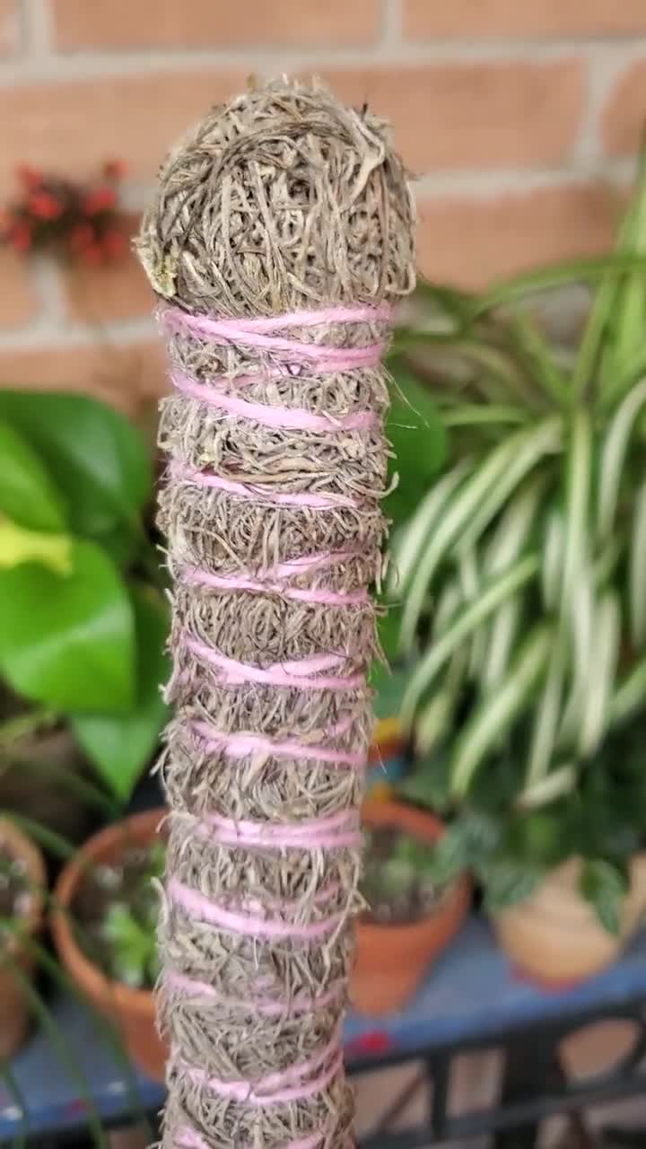 Mini Moss Pole, Spanish Moss Pole, Plant Support Stake, Party Favor, for  Plant Lover, Plant Decoration, Free Pins, Plant Art, 12 Moss Pole 