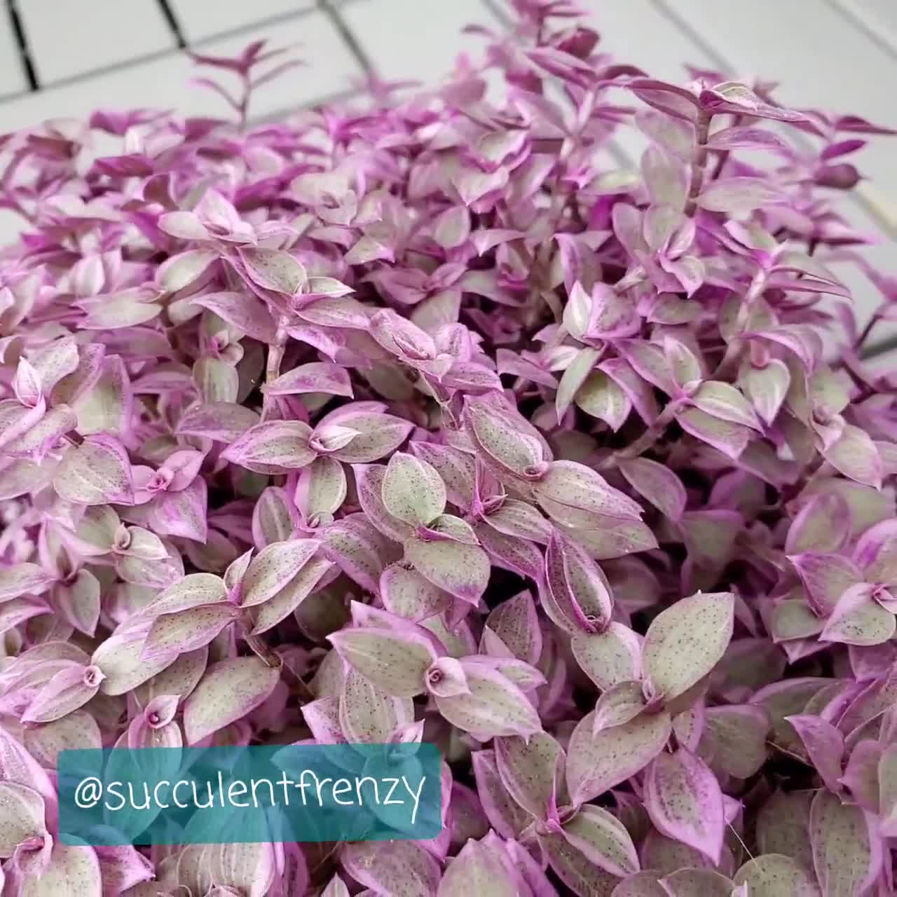 Callisia Repens 'pink Panther' Bolivian Variegated RARE Dwarf