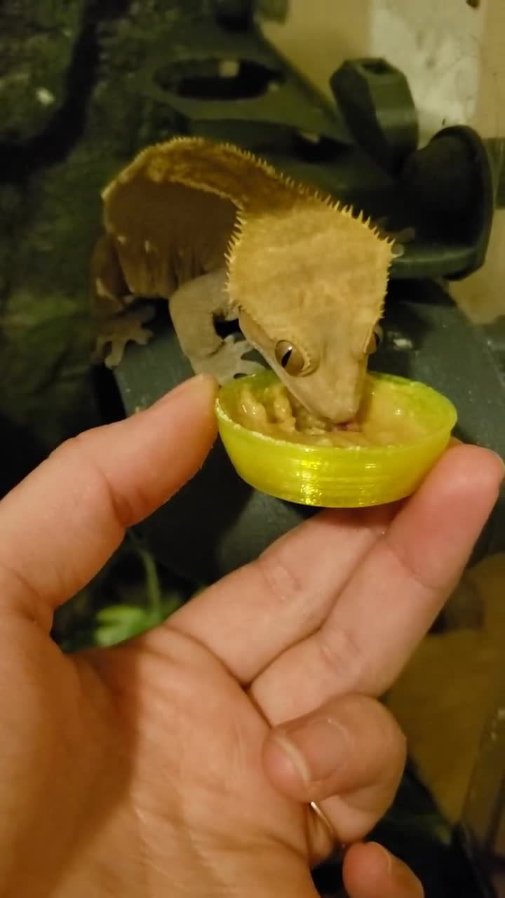 Crested gecko 2024 food bowl