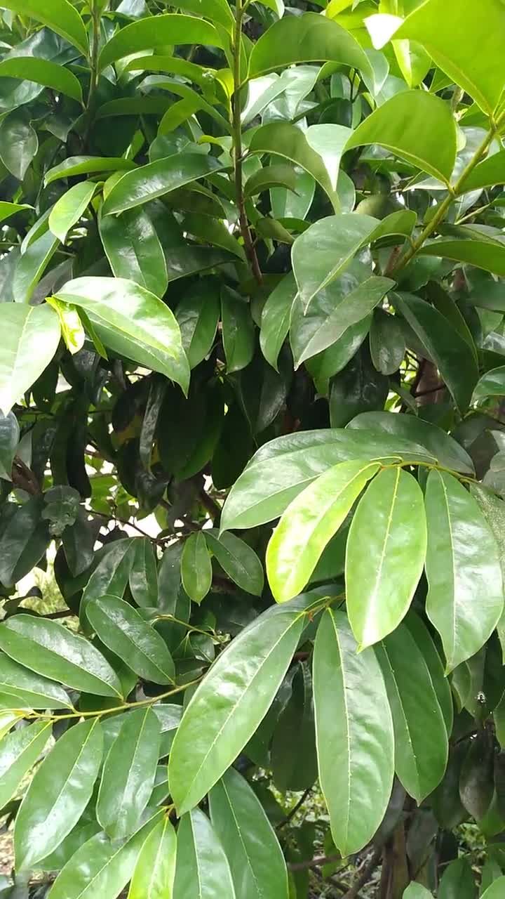 Semillas De Guanábana (Graviola) Para Cultivar En Casa - Pack De 20 Semillas Tropicales De Annona Muricata