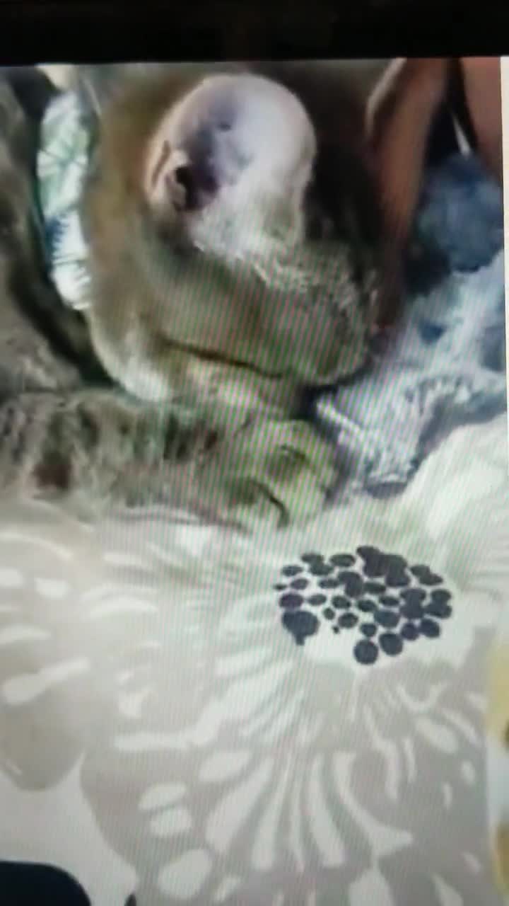 Catsifier Cat Pacifier Pillow Cover for Suckling & Kneading Comfort - Kitten Nursing Weaning Aid Gift video poster