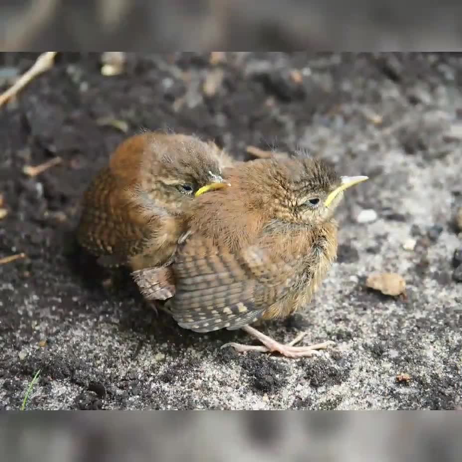 DOHLEN Stoff Nr. 150301 video poster